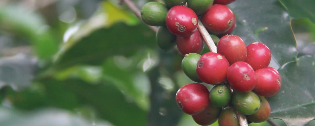 Traceability from farmer to consumer